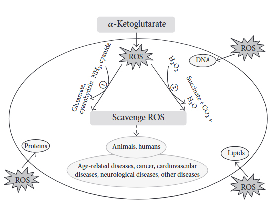 Alpha ketoglutarate AKG