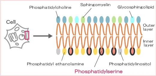 Phosphatidyl Serine Phosphatidyl Serine