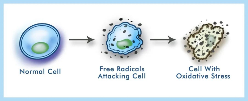 PQQ Helps Cells Fight off Free Radicals