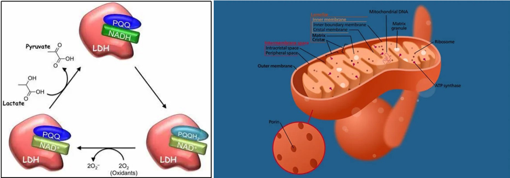 PQQ Mechanism of Action