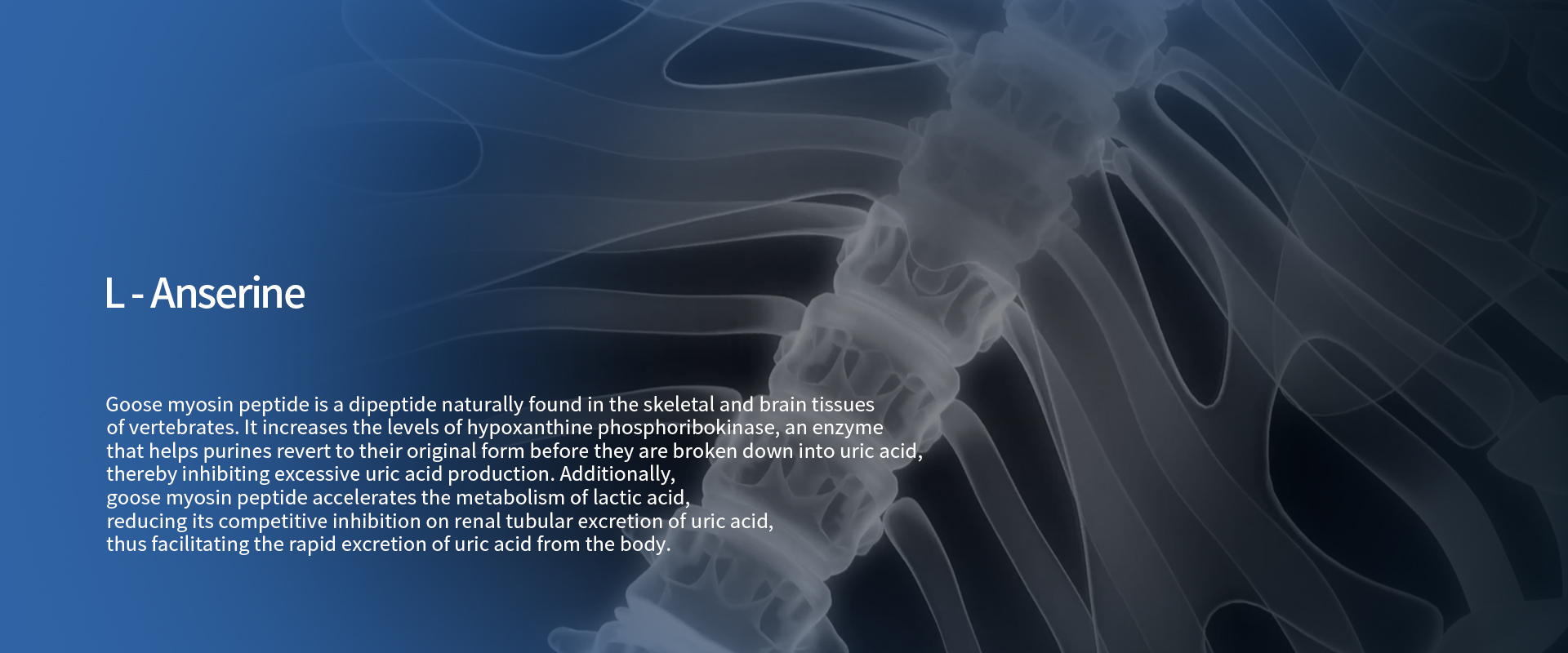 L-Anserine L-Anserine