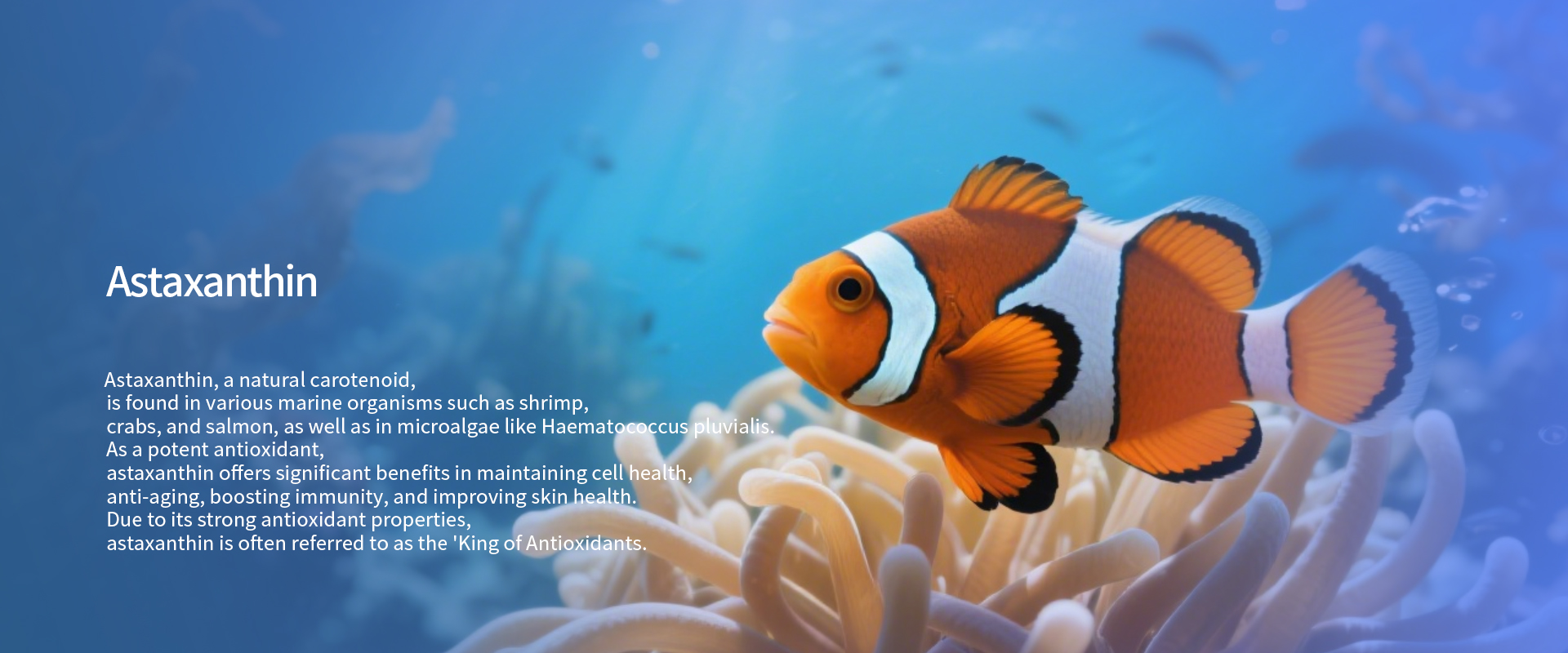 Astaxanthin-1.jpg Astaxanthin-1.jpg