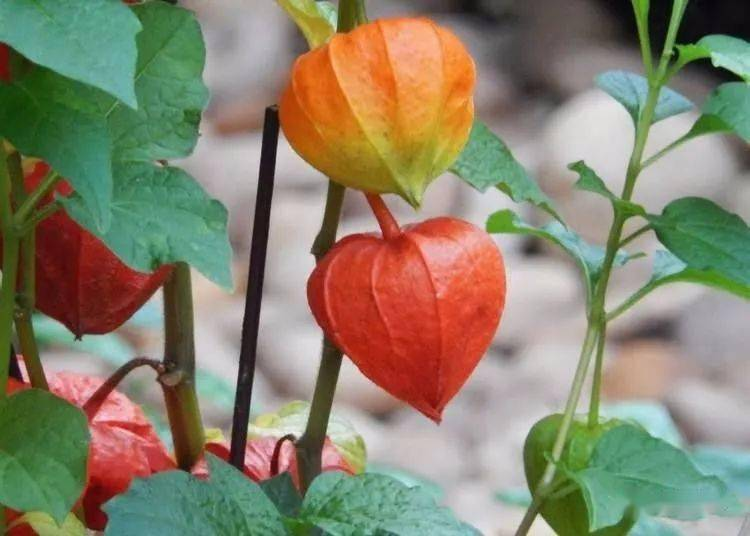 Ashwagandha.png Ashwagandha.png