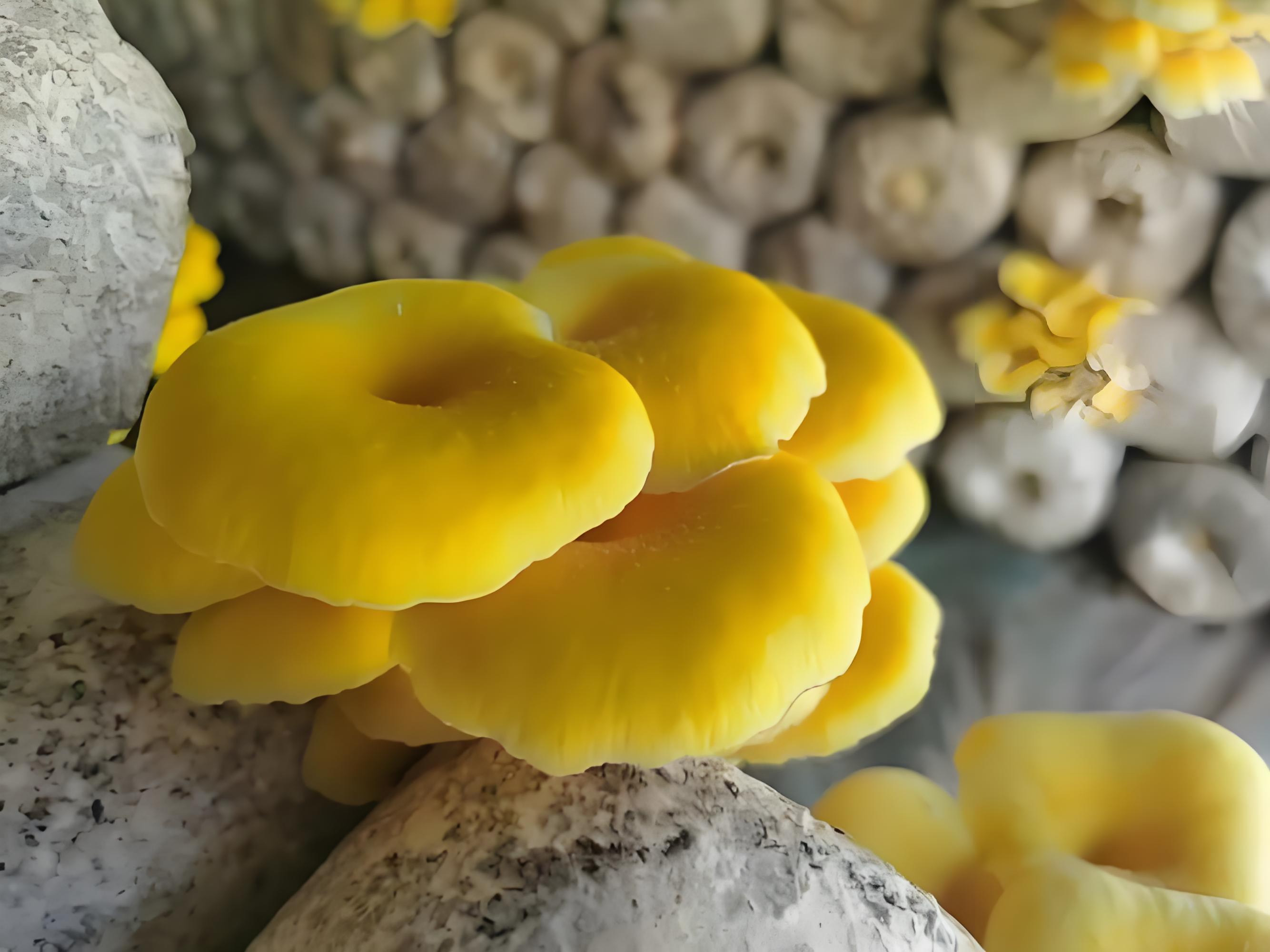 Ergothioneine_.jpg Ergothioneine_.jpg