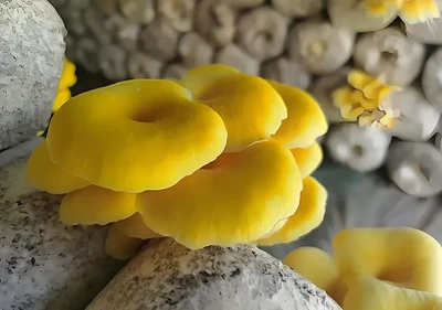 Эрготионеине; Порошок Эрготхионеине