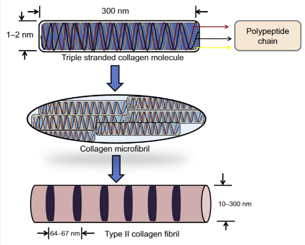 ii collagen