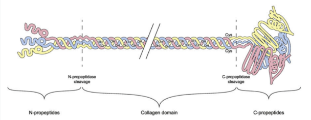 iii collagen
